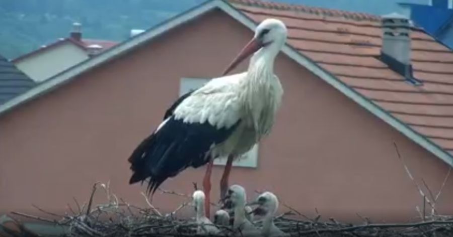 Рекордних пет родића у гнијезду у Беранама