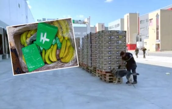 “Кокаинске“ банане актуелне у Чешкој: Дрога вриједна 81 милион пронађена међу маркетима
