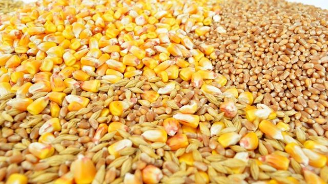Пад ценa жита после споразума у Истанбулу