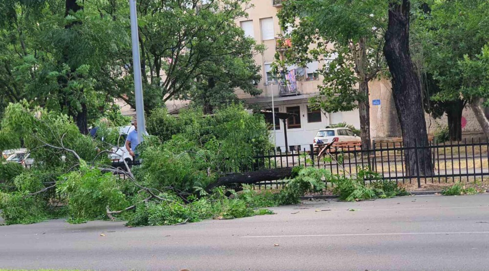Подгорица: Вјетар оборио дрво на Булевару Светог Петра Цетињског