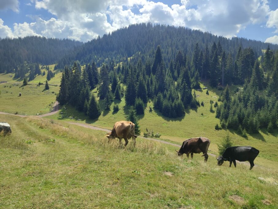 Фотографија дана