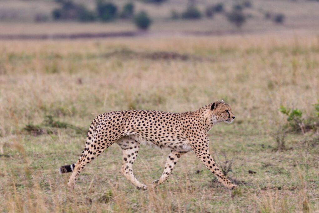 Гепарди се вратили у Индију послије 70 година