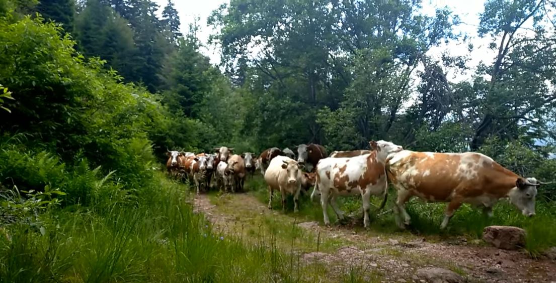 Naoružani razbojnici oteli preko 250 grla goveda