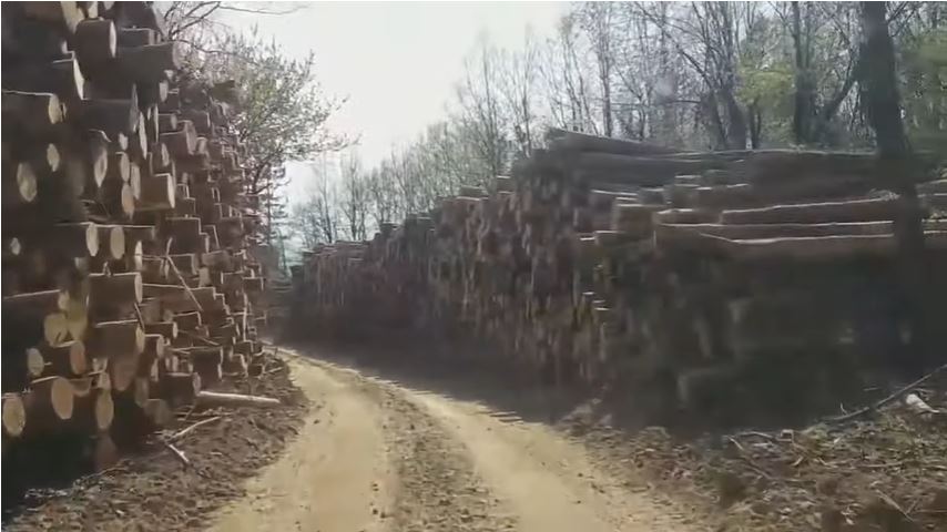 OBRAČUN SA ŠUMSKOM MAFIJOM: Vlada najavila osnivanje "Crna Gora Šume"