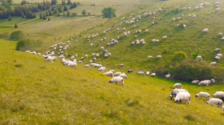 ZLOČIN POTRESAO MJEŠTANE GOLEŠA: Zbog ovaca i zemlje SJEKIROM masakrirao rođaka