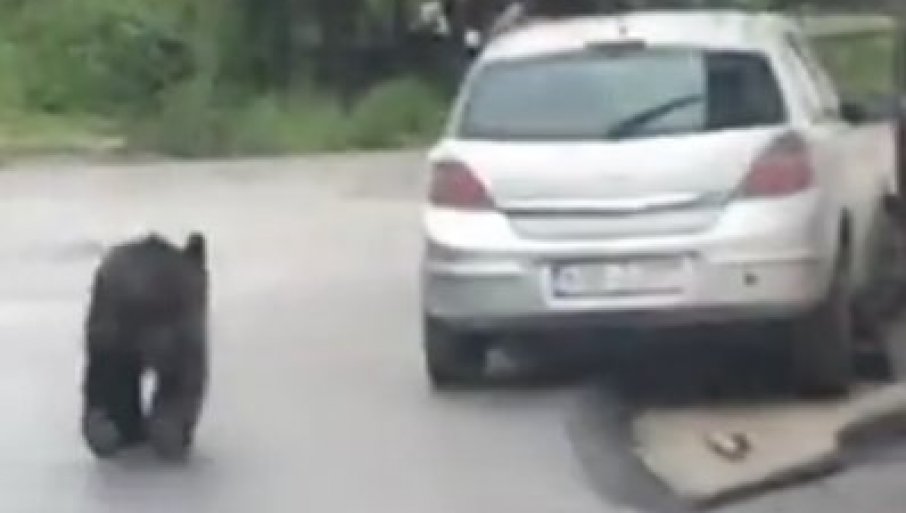 MEDVjED NA ULICAMA SARAJEVA: Ekipe lovačkog društva na terenu (VIDEO)