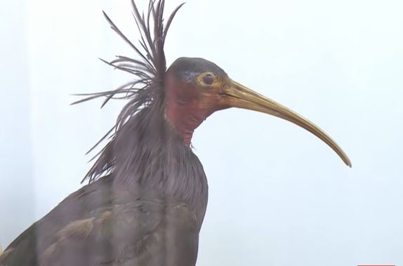 ĆELAVI IBIS: Nakon više stotina godina u naše krajeve sletjela izuzetno rijetka ptica(VIDEO)