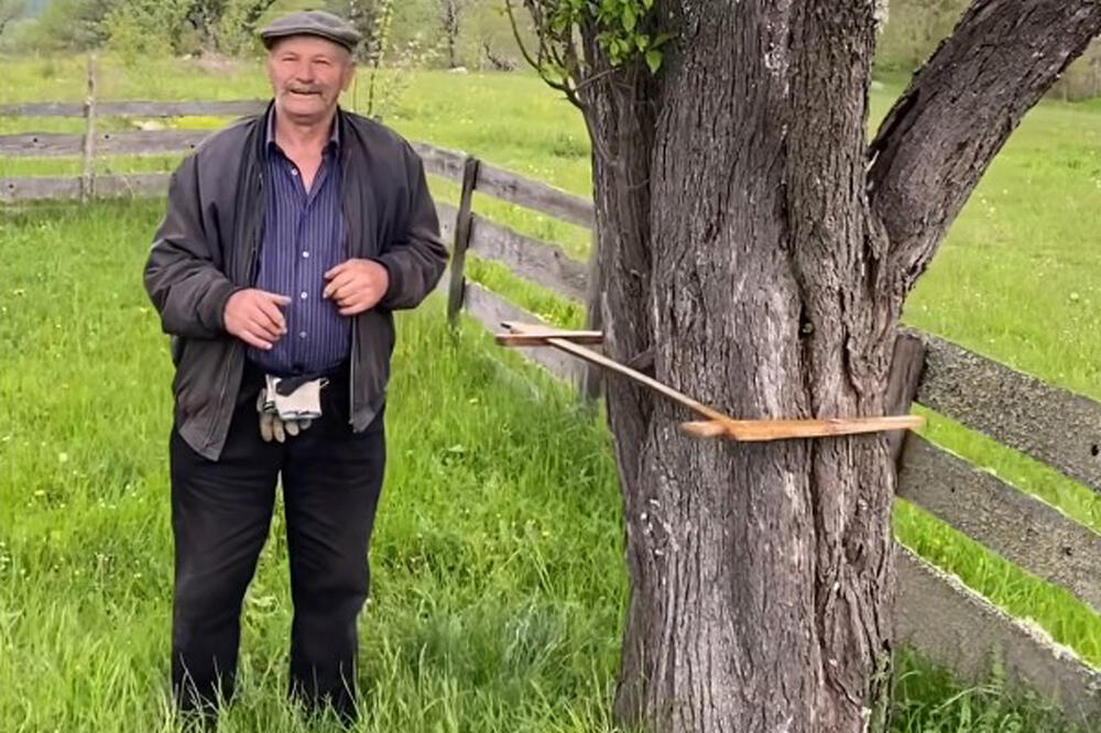 MISTERIOZNA ŠLJIVA U SRPSKOJ: Niko ne zna koliko je stara, voćari u čudu, a Esad znao da ubere i 350 kg voća (VIDEO)