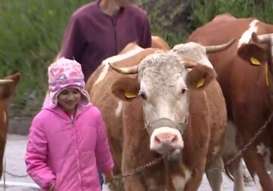 SVAKOG DANA PUTUJE OSAM KILOMETARA, A IMA SAMO JEDNU ŽELJU: Djevojčica Tijana vodi računa o četiri krave