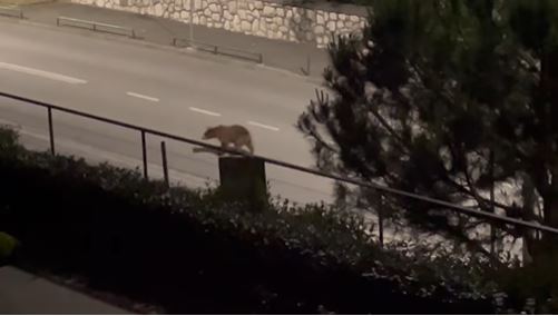 MEDVJED SIŠAO MEĐU KUĆE: Mještani naselja u BiH zabrinuti (VIDEO)