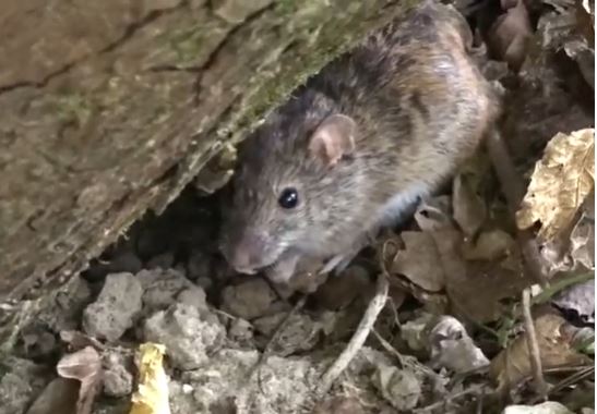 Izletnicima prijeti zaraza mišjom groznicom