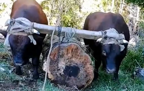 Volovi usmrtili čoveka kod Mostara