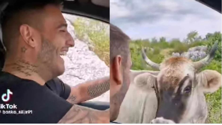 GAČANI OGORČENI PONAŠANJEM PJEVAČA: Darko Lazić “muče i riče” na krave pored puta (VIDEO)