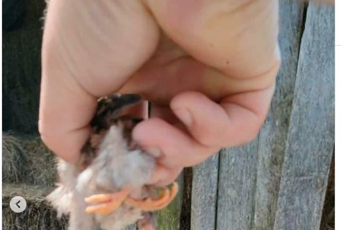 MUTANT NA FARMI KOD BIJELOG POLJA: Izlegao se prije mjsec dana, jedni su užasnuti prizorom, a drugi ZBIJAJU ŠALE (FOTO)