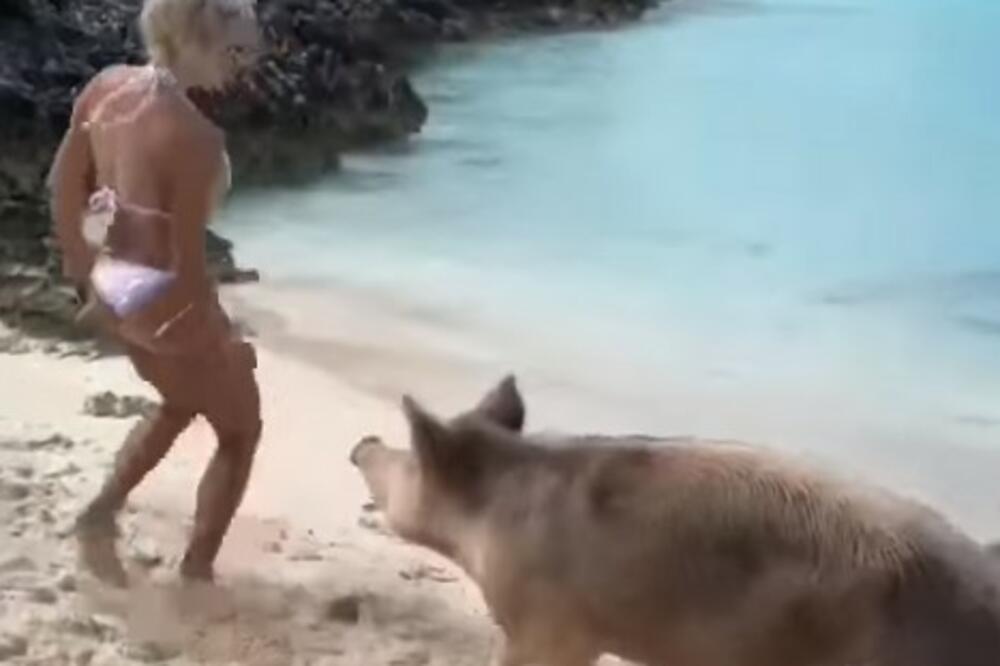 SVINJA NIJE ODOLJELA: Pogledajte kako izgleda zadnjca žene koju je ugrizla divlja životinja na plaži (VIDEO)