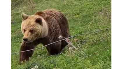 MIGRANTE U BOSNI NAPAO MEDVJED! Zadobili teške povrede