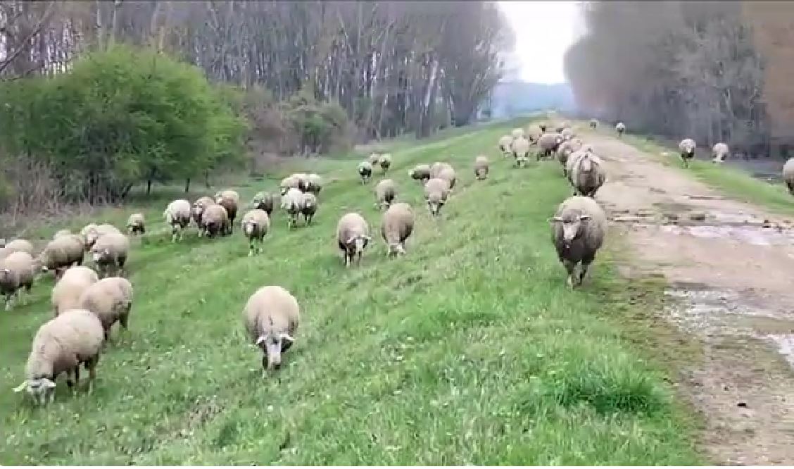 REGION VRIŠTI OD SMEHA! Osman i Salko u HAMBURGU naišli na 1000 ovaca bez čobana! Obojici sinula ista ideja(VIDEO)