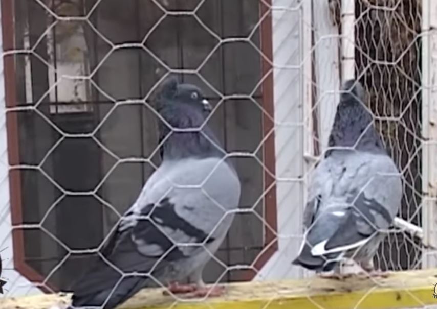 Golub osumnjičen za špijunažu pušten na slobodu!