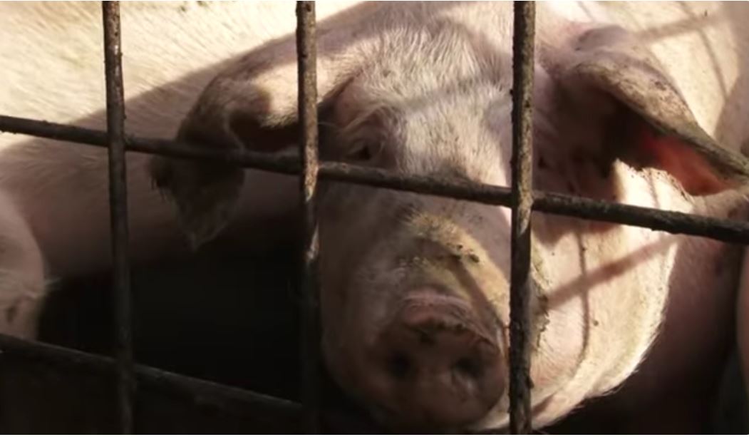HOROR SNIMAK KRUŽI DRUŠTVENIM MREŽAMA! Svinje Leskovčaninu pojele jagnjad! Usledila monstruozna osveta!