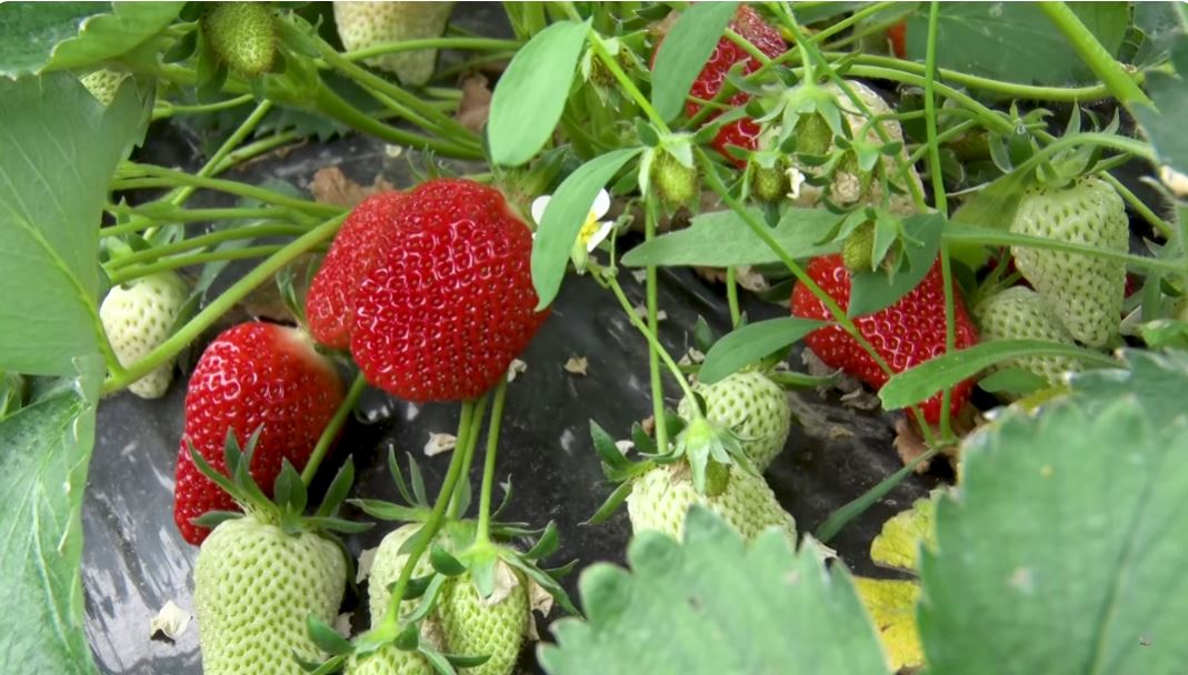 ALBANSKE JAGODE PUNE PESTICIDA: Zabranjen uvoz dve pošiljke u Srpsku