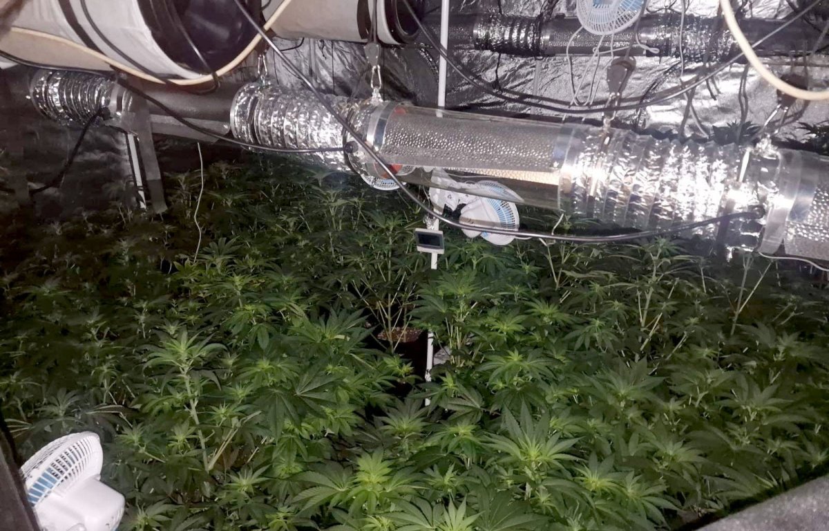 U IZNAJMLJENOJ KUĆI NAPRAVILI "BAŠTU"! Razmontirana laboratorija za uzgoj marihuane! Uhapšena dvojica Kragujevčana (FOTO)