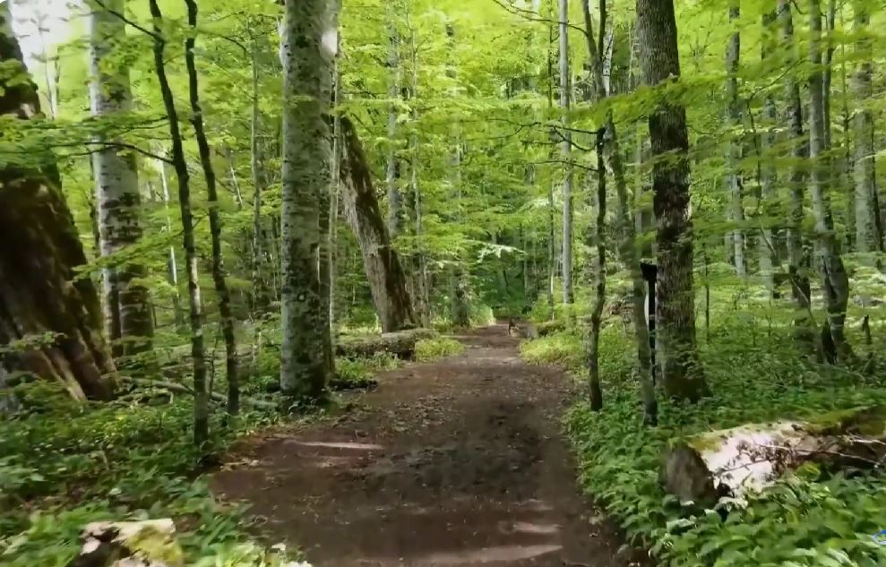 IZRAELCI SE IZGUBILI NA BIOGRADSKOJ GORI: Pronađeni u Krnjači vidno iscrpljeni i uplašeni