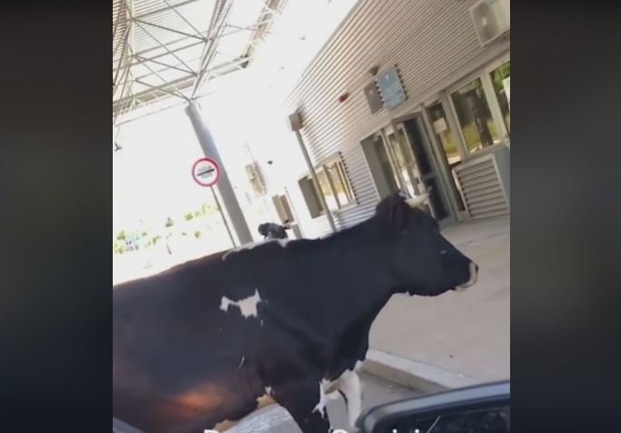 "AJDE RECI JOJ DA SE MAKNE" Krava blokirala granični prelaz između BiH i CG (VIDEO)