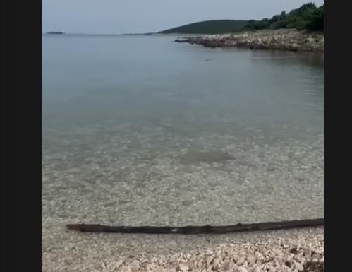 HTEO DA SNIMI DELFINE, U KADAR MU UPALA DŽINOVSKA ZMIJA! Šok snimak sa Jadrana: Išla je pravo na mene...(VIDEO)