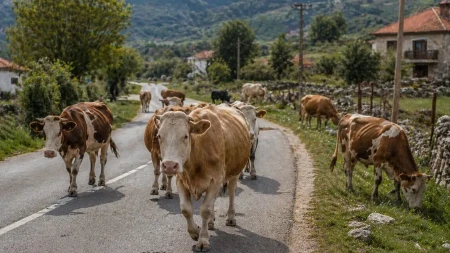OD TIVTA DO PAVINOG POLJA: Građani traže rješenje za lutajuću stoku