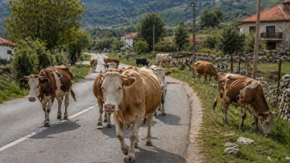 OD TIVTA DO PAVINOG POLJA: Građani traže rješenje za lutajuću stoku