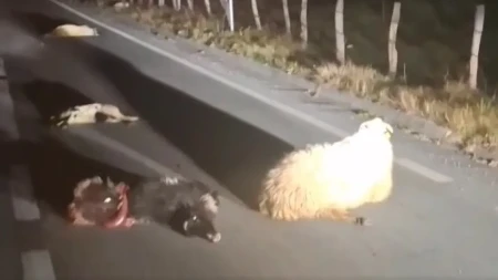 Tragedija na putu: Ovce stradale u naletu, mještani godinama upozoravali - niko ne reaguje (VIDEO)