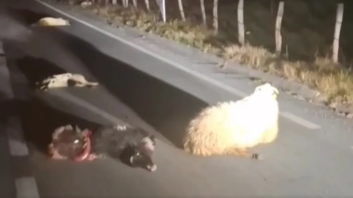 Tragedija na putu: Ovce stradale u naletu, mještani godinama upozoravali - niko ne reaguje (VIDEO)